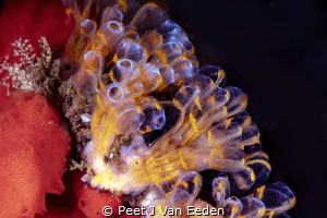 Yellow Choirboys. They belong to the group of ascidians by Peet J Van Eeden 